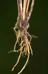 Broom sedge